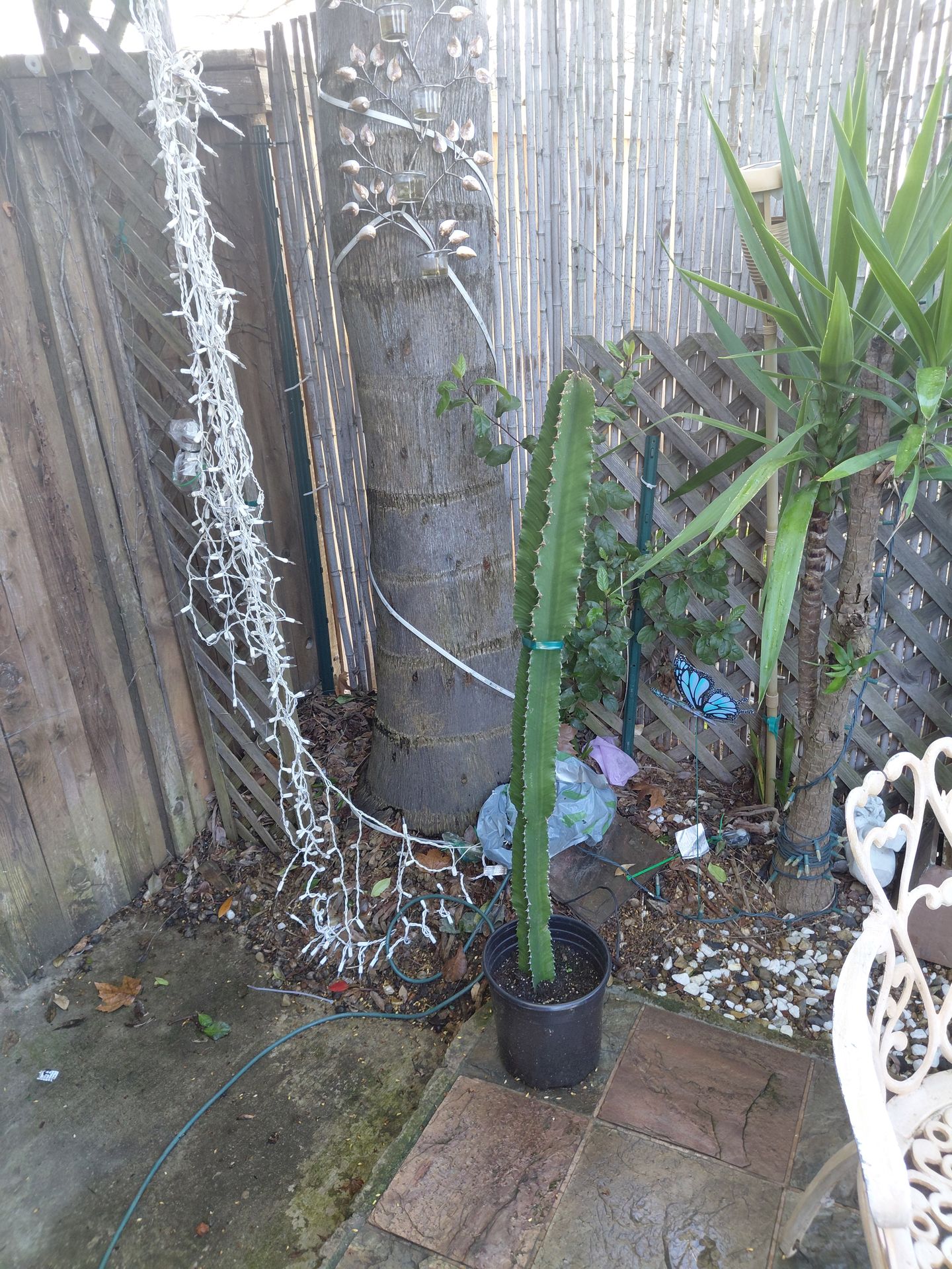 Cactus For sale