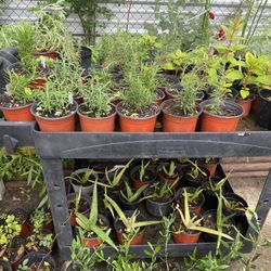 Plantas $5 Y $10