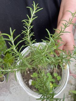 Rosemary Plant