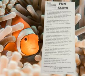 Finding Nemo Submarine Voyage Fun Facts