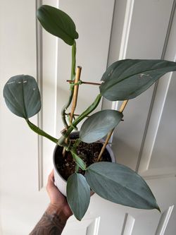 Silver Sword Philodendron ⚔️