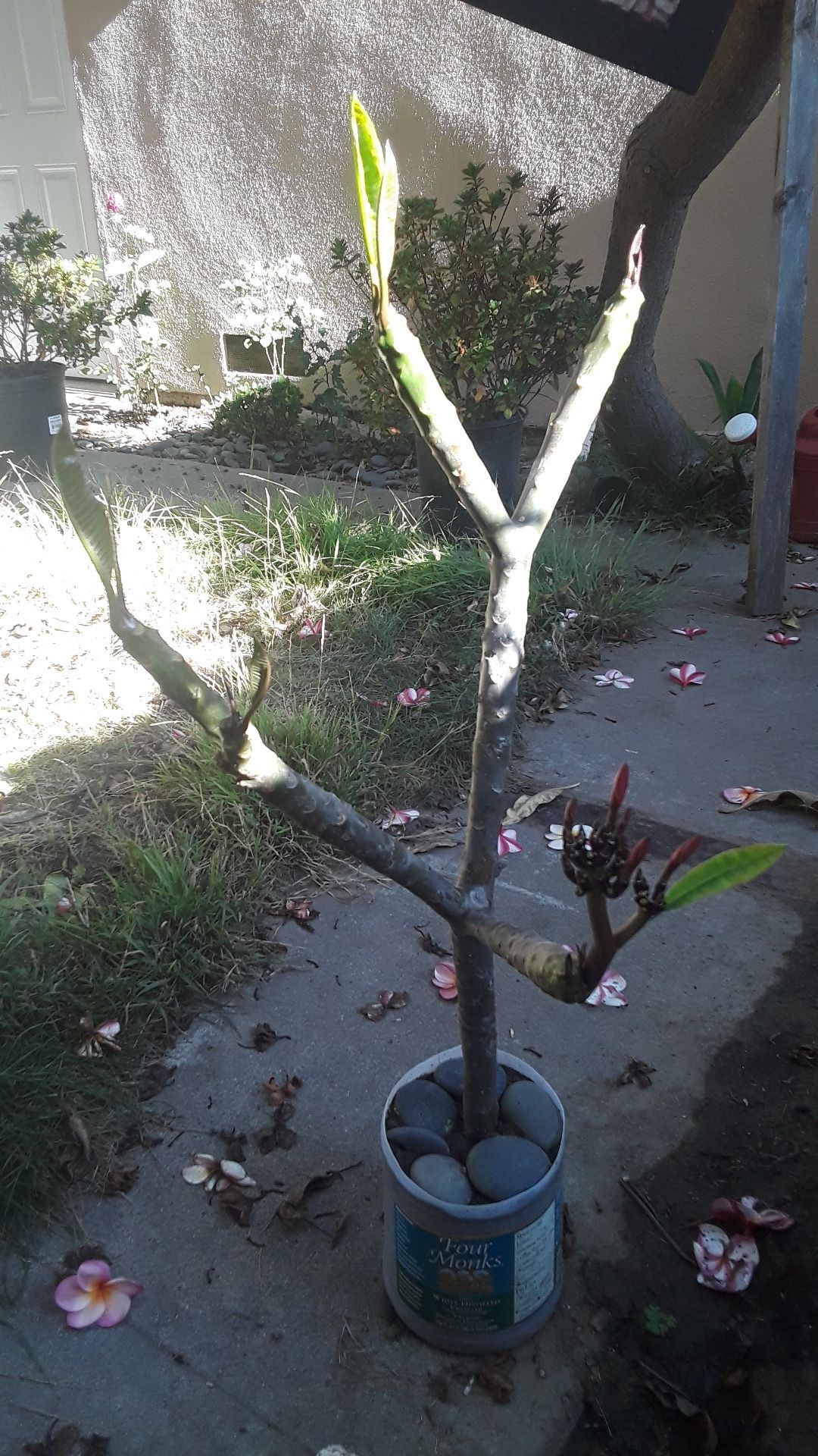 4 branch Plumeria in pot with blooms