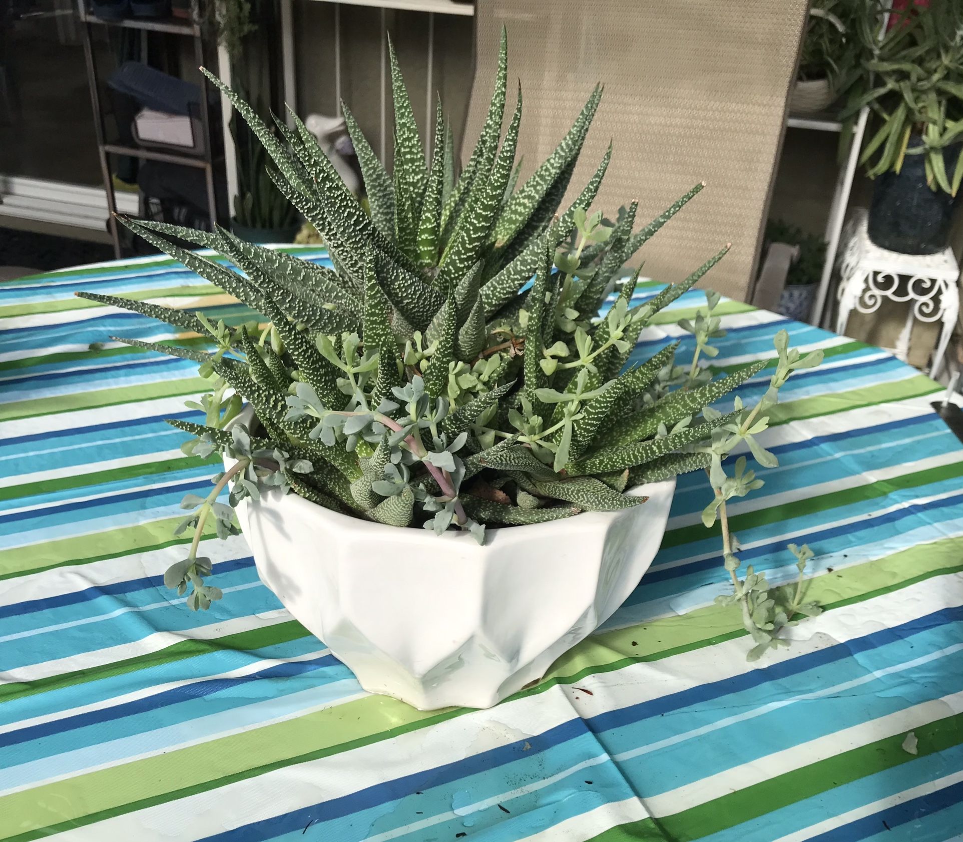 Pot of Haworthia with ice plant succulents