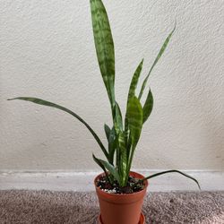 Snake Plant