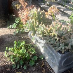 Succulents 