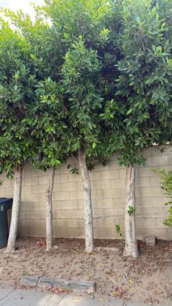 Transfer of trees