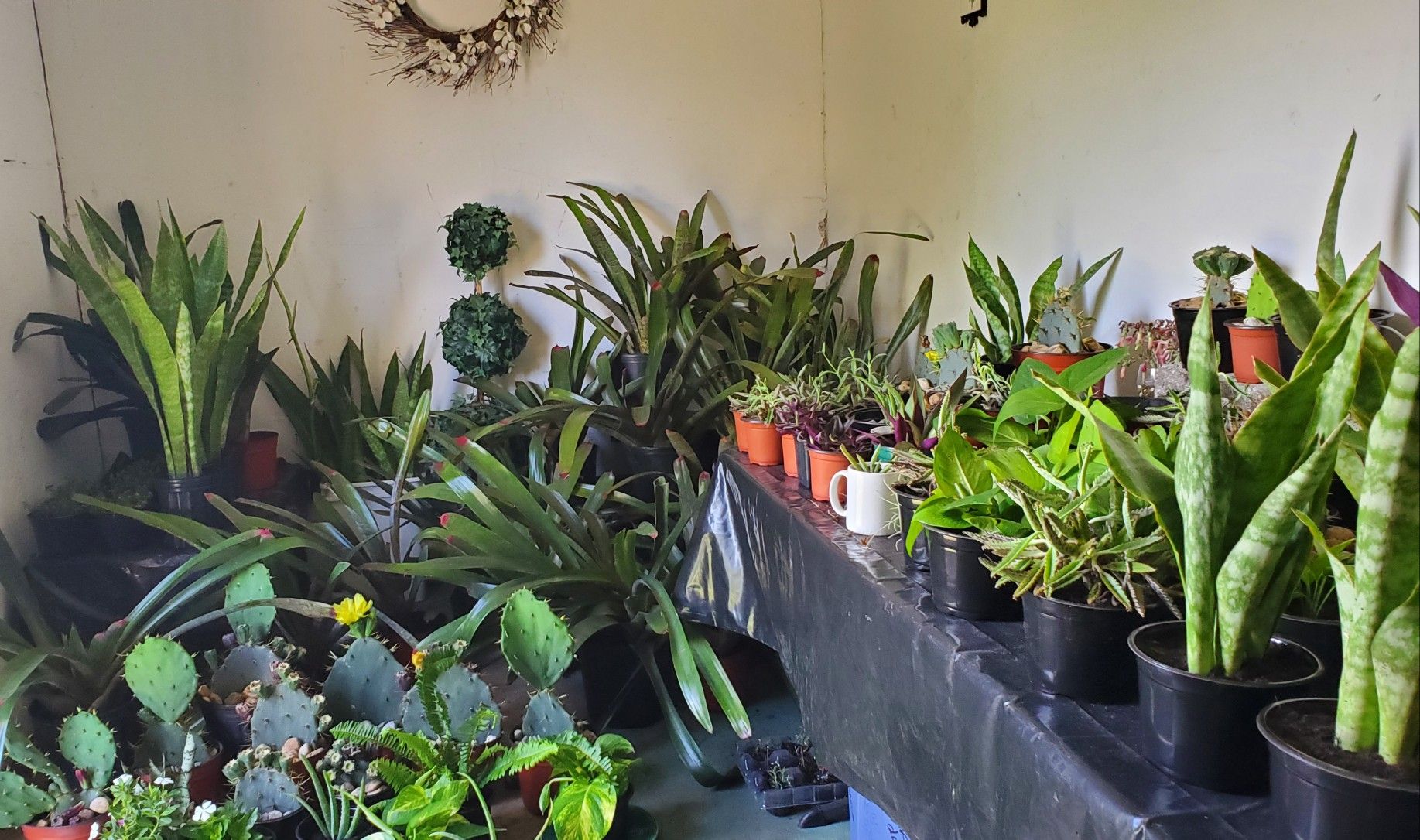 Plants Sale. Everything must go! Indoors plants. Outdoors plants