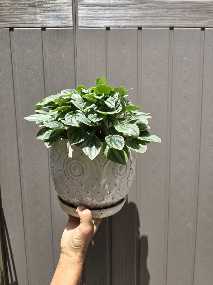 Plant With Pot $25