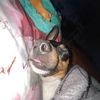 Yamilet