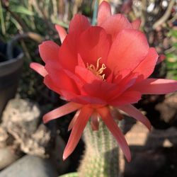 Beautiful Cactus With Red Flowers 🌹 17 Inch Tall.