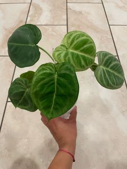 Frosted heart syngonium plant