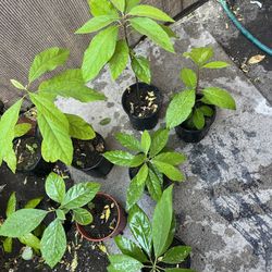 Avocado Tree sprouts 