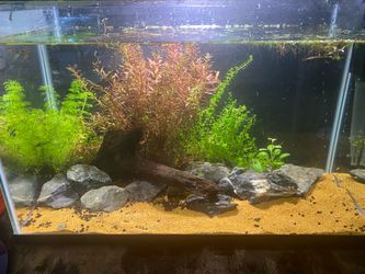 10 gallon rimless aqua escapes planted aquarium, Fish Tank as pictured