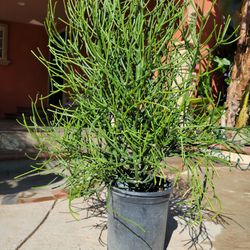 Plant Pencil 