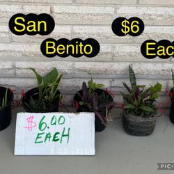 Plants For Sale In San Benito Area