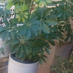 Indoor And Outdoor Plant.