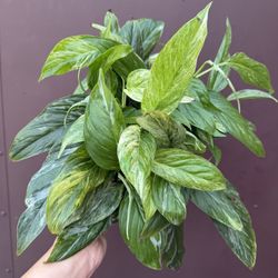 Monstera Laniata Mint In 6” Pot 