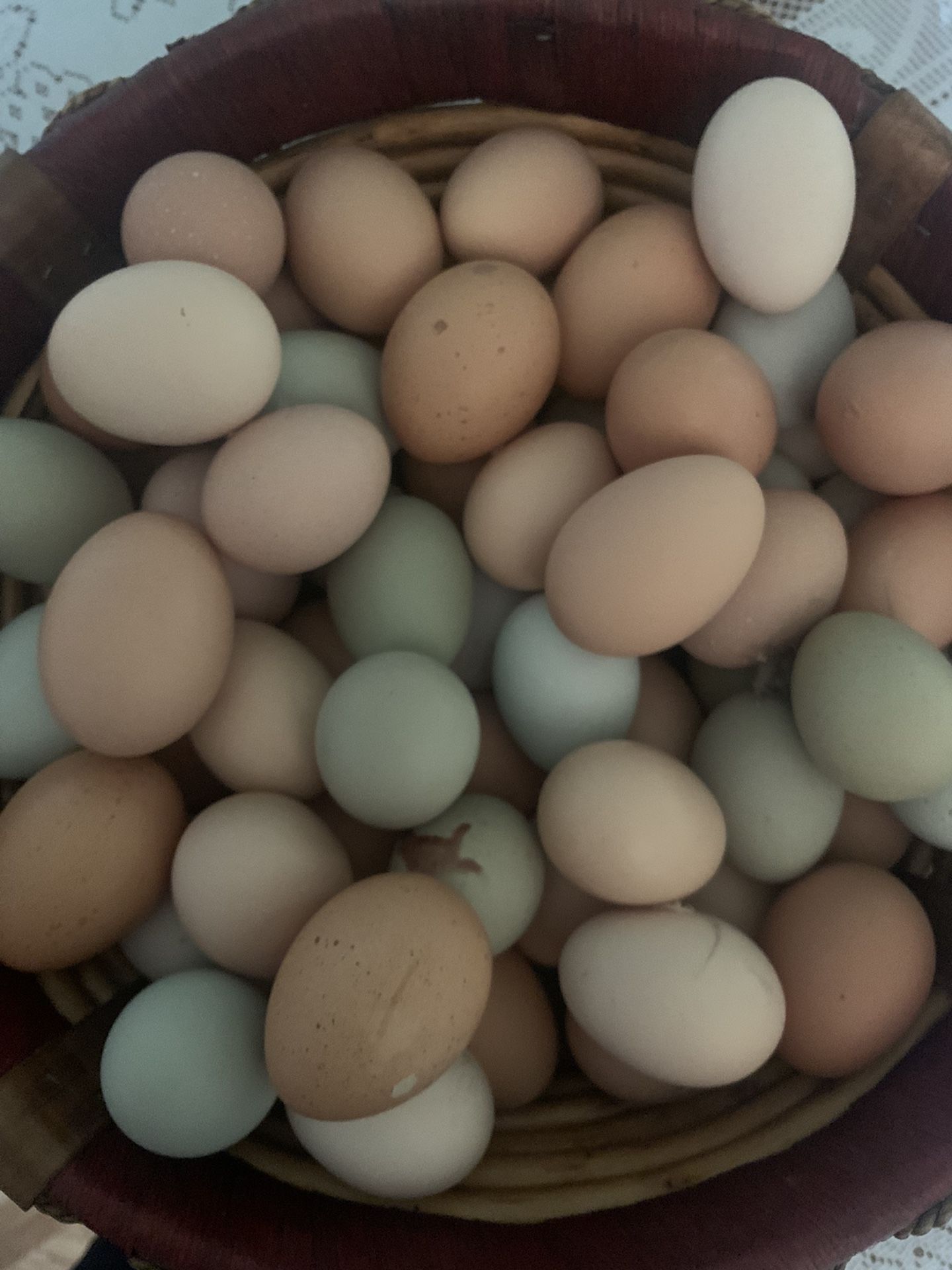 huevos frescos orgánicos $8 la docena