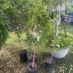 Fruit Tree