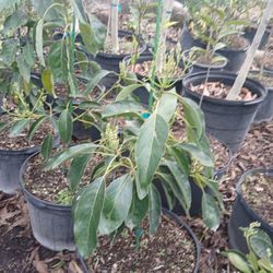Hass Avocado Trees Flowering 7gl $50🥑🥑