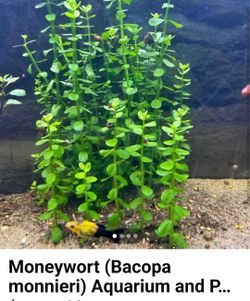 AQUARIUM MONEY WART PLANT
