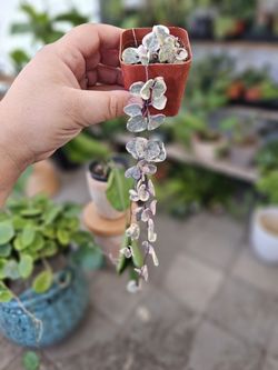 2" Variegated String Of Hearts 💕