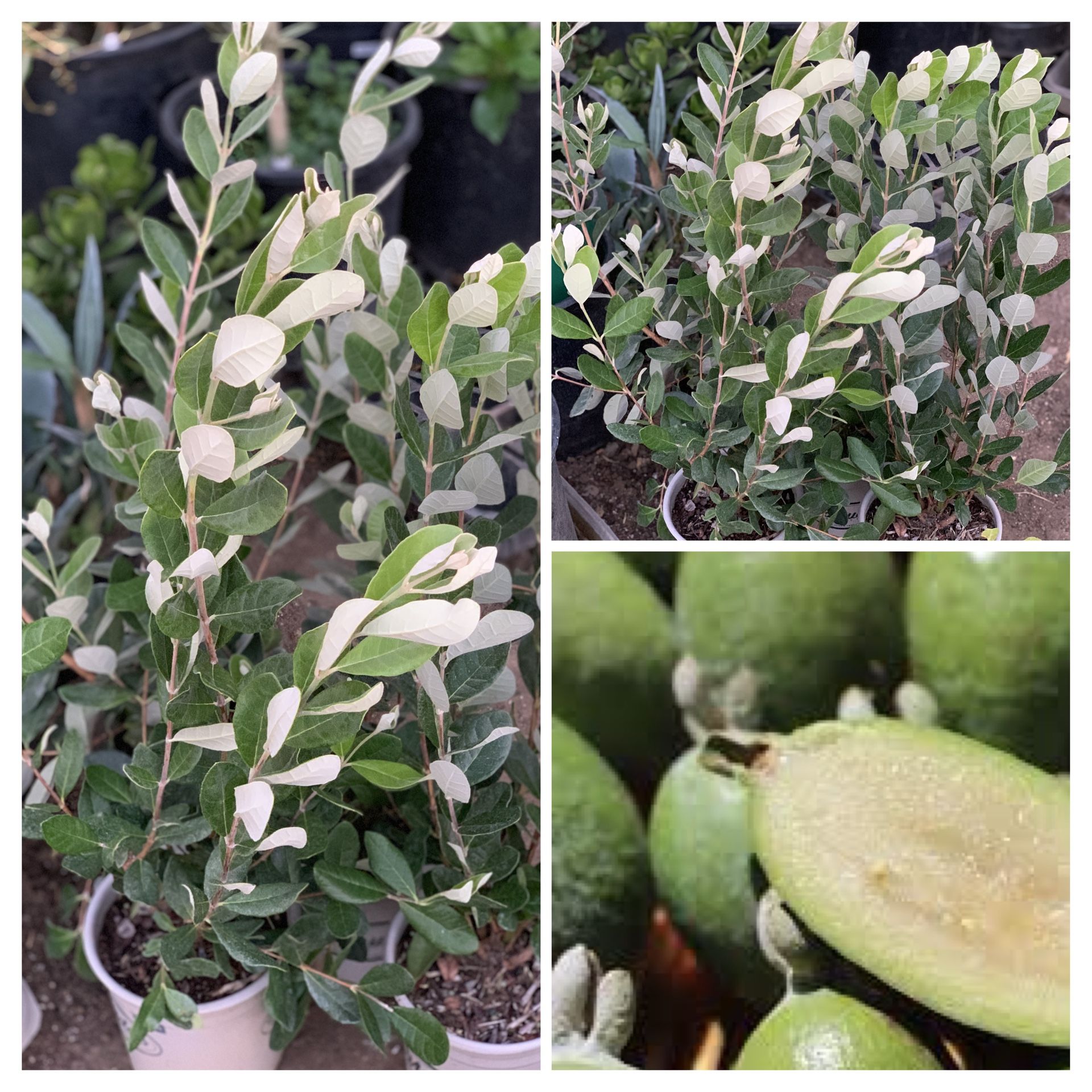 Feijoa Sellowiana Pineapple Guava Live Fruit Tree Plant Bush Shrub in 1 gallon pot $25 each Cash only Firm Price Pick up in North San Jose, By a
