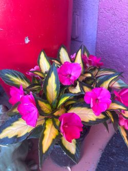 Blooming New Guinea Impatiens Outdoor Plant