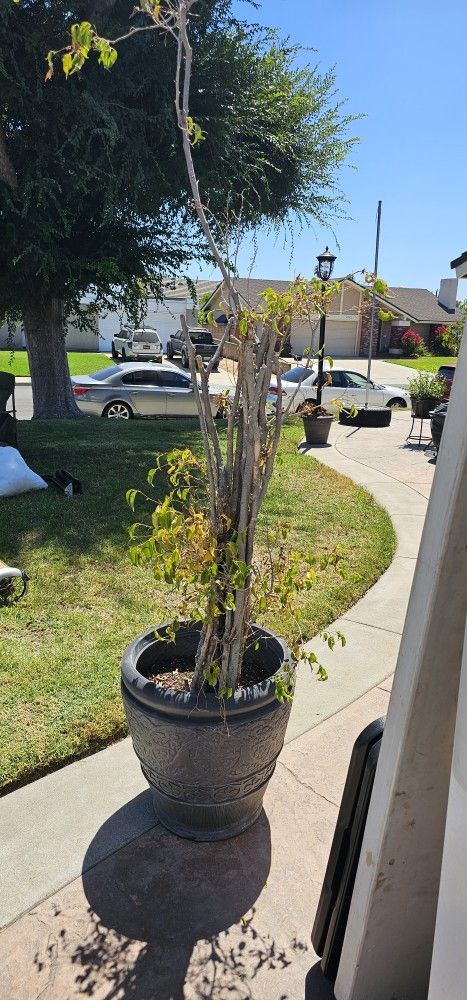 FICA TREE W/POT ASKING 34.00