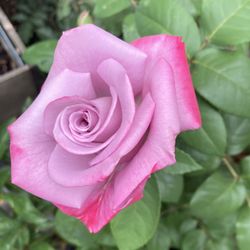 Planta Rosal