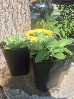 Plantas mala madre