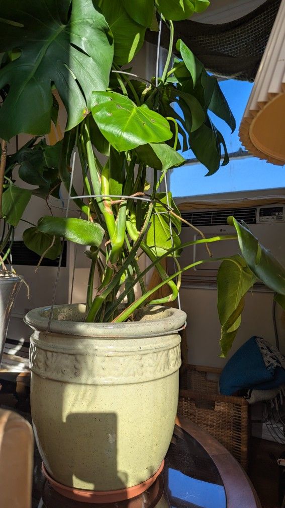 Monstera Plant In Green Ceramic Pot 40'