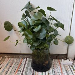 Pennyworth In A Glass Vase 