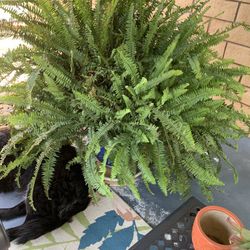 Large Fern In Blue Ceramic Pot