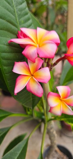 Candy rainbow 🌈 Plumeria