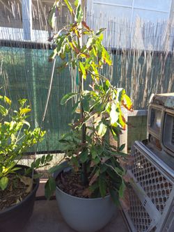 Avocado 🥑  Tree