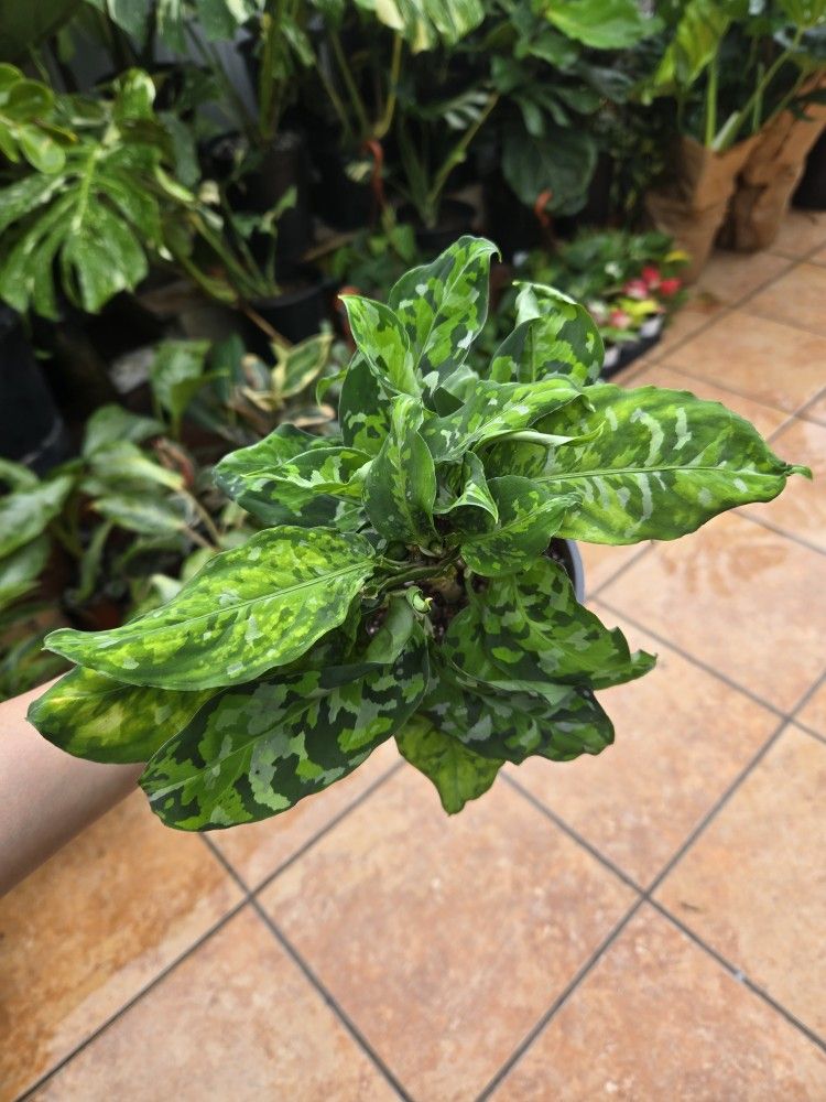 Agalonema Tricolor Pictun