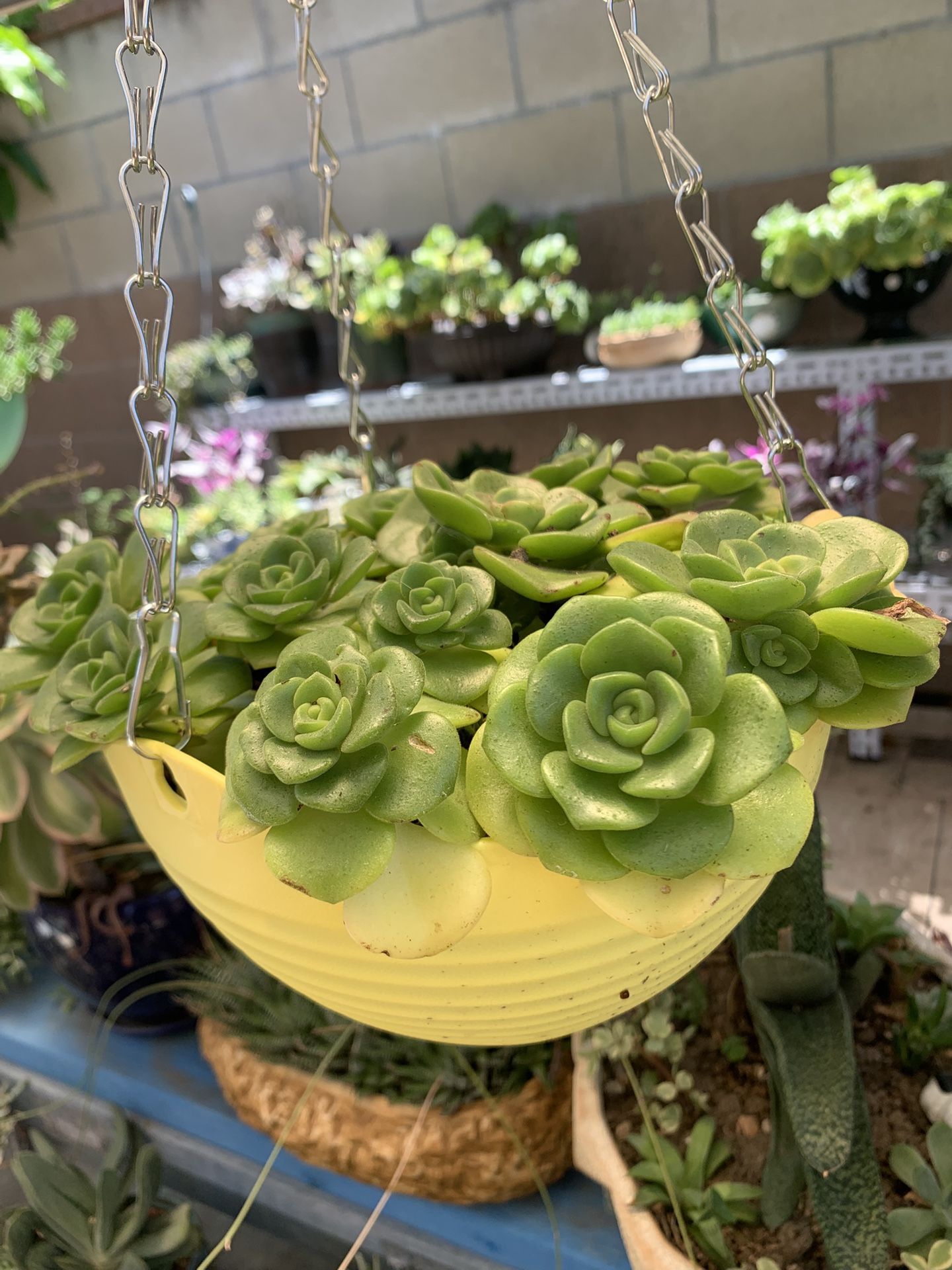 Plants 🪴