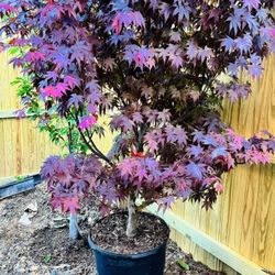 Bloodgood Japanese Maple Tree 🍁 