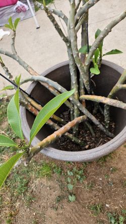 Plumeria Cuttings