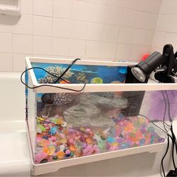 Turtle tank