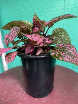 Hypoestes