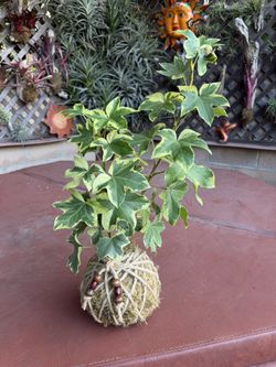 Huge 2 foot Tall Ivy Tree Kokedama