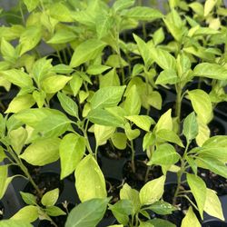 Scotch Bonnet Pepper
