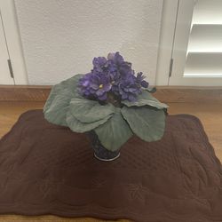 African Violet Silk Plant