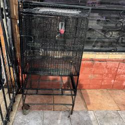 Bird Cage 