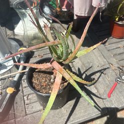 Mature Aloe Vera Plant 8” Pot
