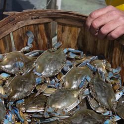Vendemos Jaibas Fresh Bluecrabs 