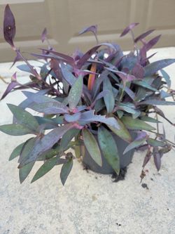 Purple Heart Plant 