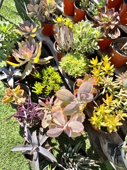 Variety of Succulents Plants